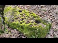 Видео 31 - Пяточная плита и осколок с лунками (Пшада - Текос)