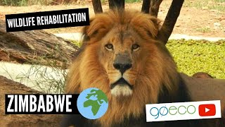 GoEco VOLUNTEER Trip Vlog - Volunteer in Zimbabwe African Wildlife Orphanage