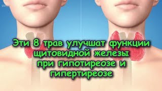 Эти 8 трав УЛУЧШАТ функции ЩИТОВИДНОЙ ЖЕЛЕЗЫ при ГИПОТИРЕОЗЕ и ГИПЕРТИРЕОЗЕ Эти 8 трав УЛУЧШАТ функции ЩИТОВИДНОЙ ЖЕЛЕЗЫ при ГИПОТИРЕОЗЕ и ГИПЕРТИРЕОЗЕ