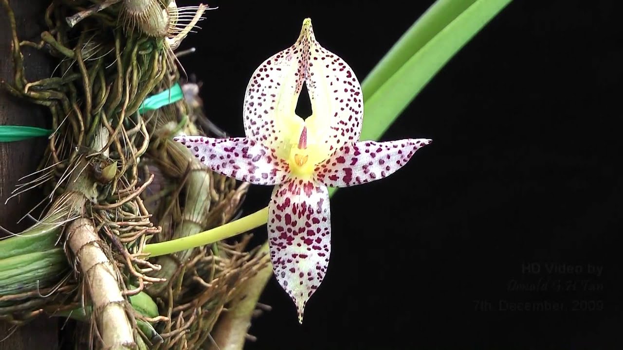 Bulbophyllum macranthum-Opening