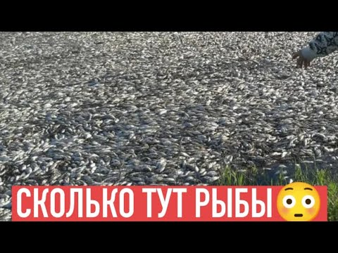 НАШ УЛОВ НА СЕГОДНЯ 129 ШТУК😳 АСТРАХАНСКАЯ РЫБАЛКА 😳🙏🌊 #астрахань # ...