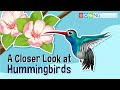 Hummingbird Facts and Features