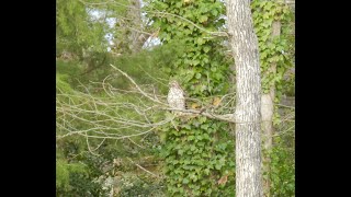 Hawk visits our Backyard