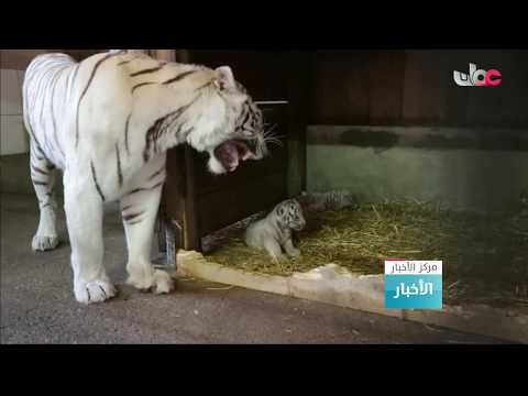 ظهور 3 من صغار النمر الأبيض للجمهور لأول مرة بحديقة حيوان نمساوية
