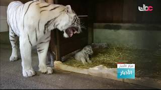 ظهور 3 من صغار النمر الأبيض للجمهور لأول مرة بحديقة حيوان نمساوية