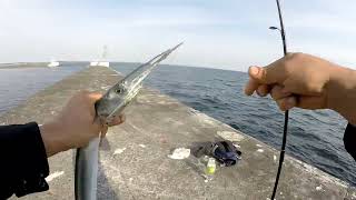 морская рыбалка ловля саргана на балтийском море