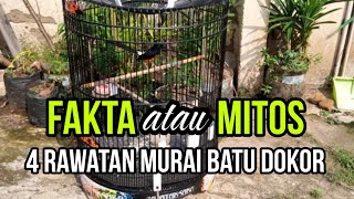 4 PERAWATAN MURAI BATU DOKOR JAMIN AMPUH !!