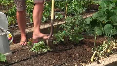 The Best Way to Transplant Mature Tomato Plants