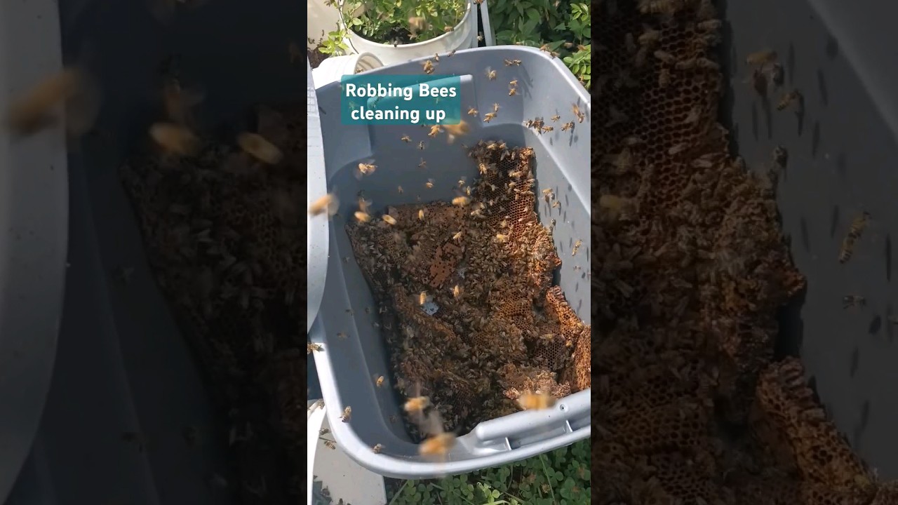 Bees Robbing Honeycomb