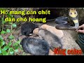 Kinh Hoàng Ổ Chó Hoang Bị Rắn Hổ Mang Cắn Suýt Mất M.ạng, the king cobra bit and killed the wilddogs