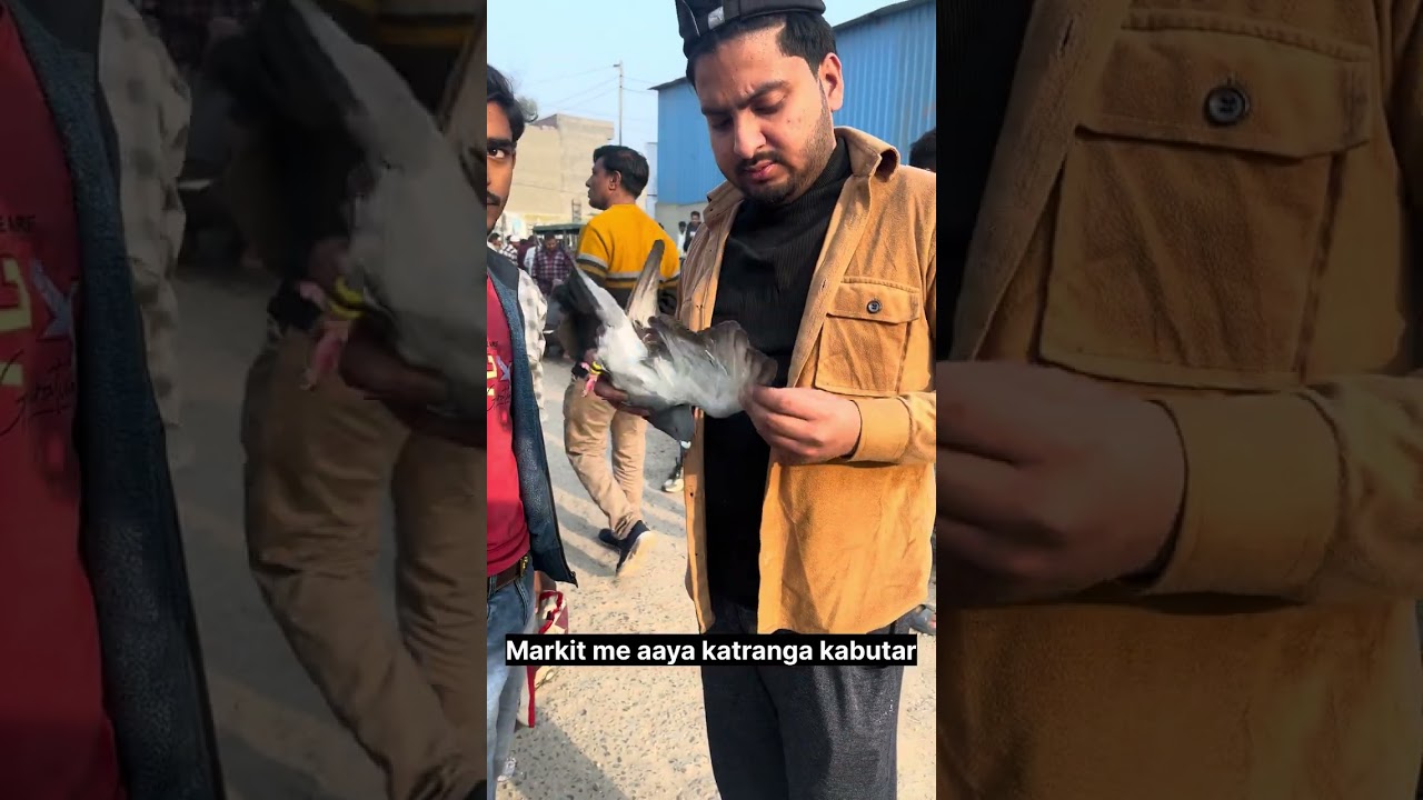 Amroha markit budh bazar amroha kabutar