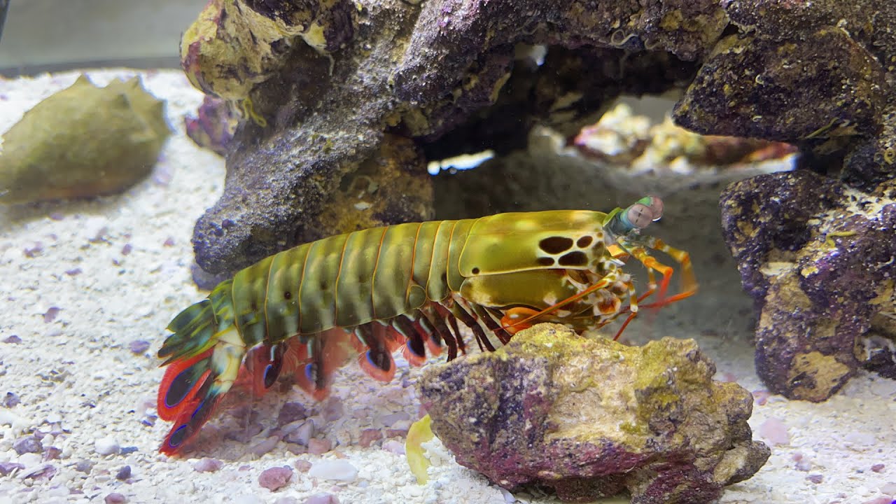 Image showcasing Live MANTIS SHRIMP feeding!! - YouTube