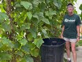 Hydroponic cucumbers plants are done. Time to pull and harvest whats left.