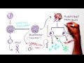 White board stem cells 101 full version