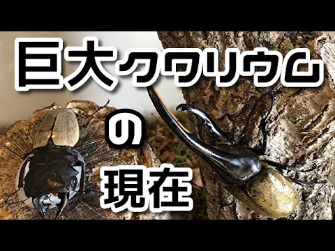 クワガタ　テラリウム 楽天市場】クワガタ テラリウムの通販