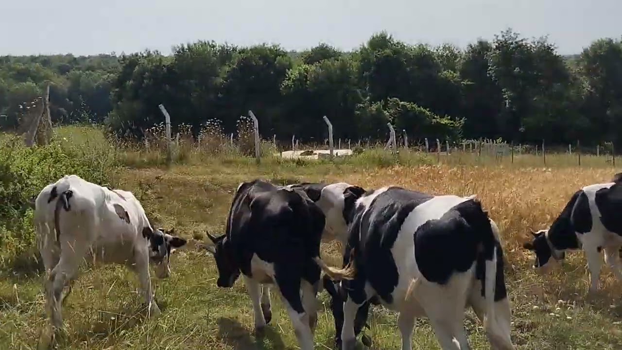 HAYVANCILIK:11 Haziran 2024