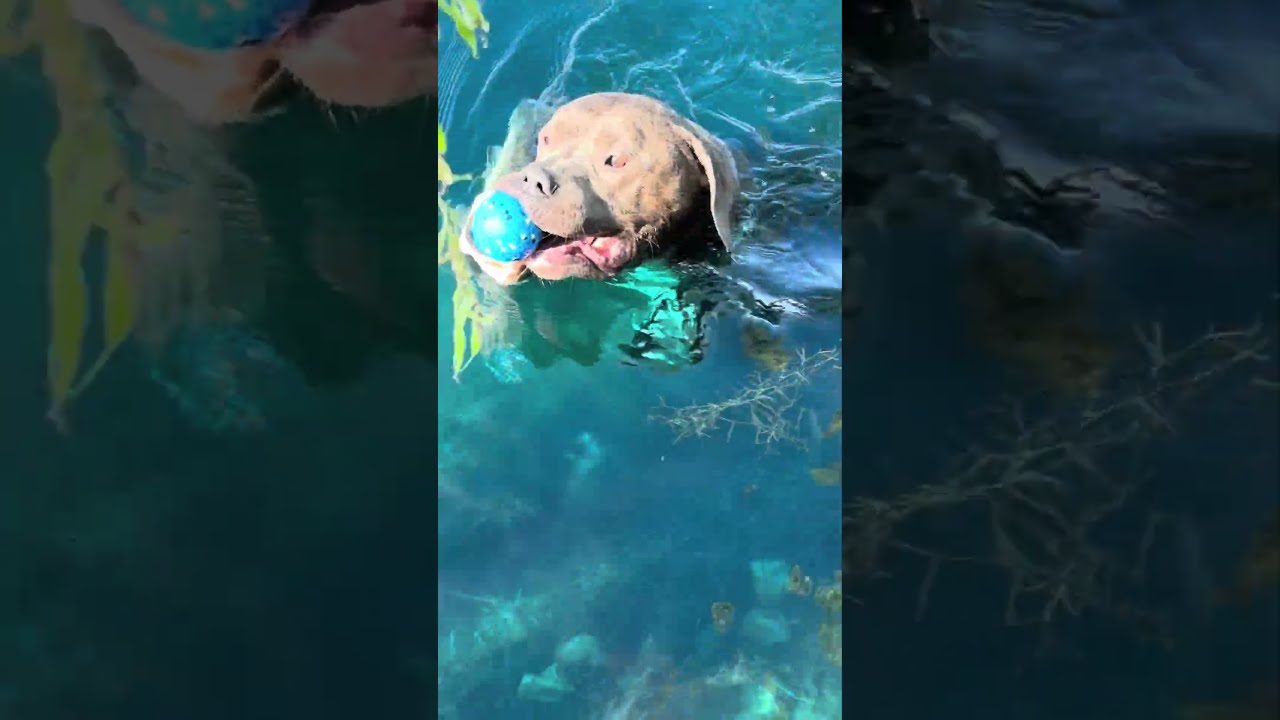 Fish Biting Everything But The Lure