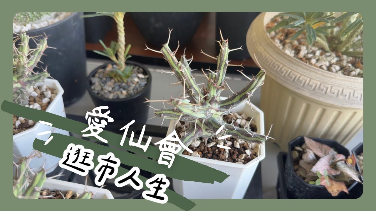［Taiwan Plant Market］高雄三民｜愛仙會2025 ｜科工館