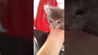 Котенок в добрые руки, Волжский. Котенок в добрые руки, Волжский.
