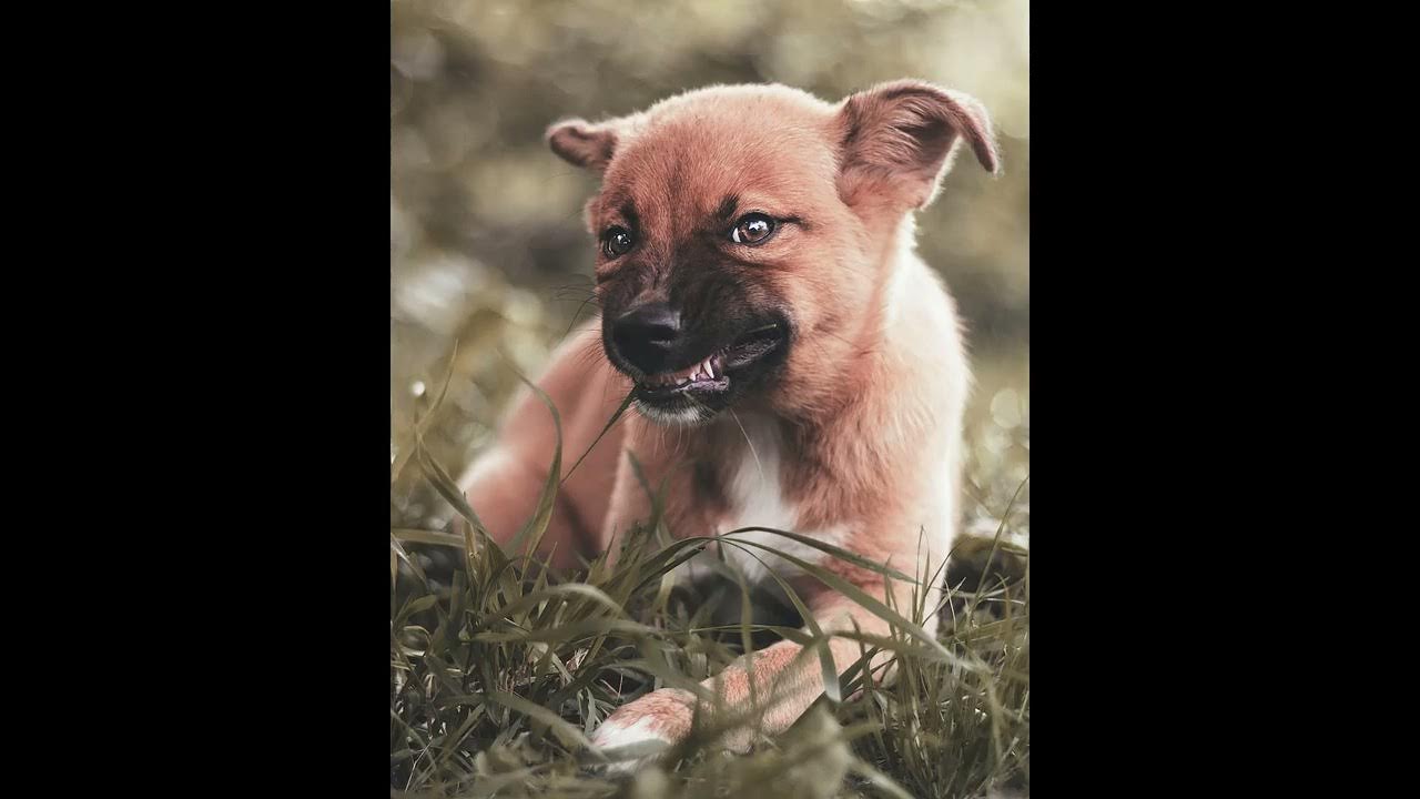 Small Dog Growling Sound YouTube
