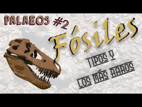 Video: ¿Cuáles son los 4 tipos de fósiles?