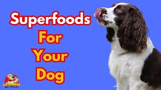 Super Foods For Super Dogs Canine Nutrition Power