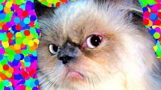 Mouchois:  Cutest Teacup Himalayan Cat Melvin by RonetteTaylor 9,412 views 14 years ago 2 minutes, 12 seconds