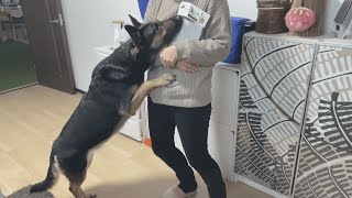 ふるさと納税で鹿角もらったら、めっちゃすごいのがきました！【ジャーマンシェパード】