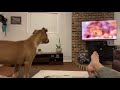 *WATCH* “Sympathizing with Simba” Our pitbull’s AMAZING reaction to Mufasa’s death in The Lion King