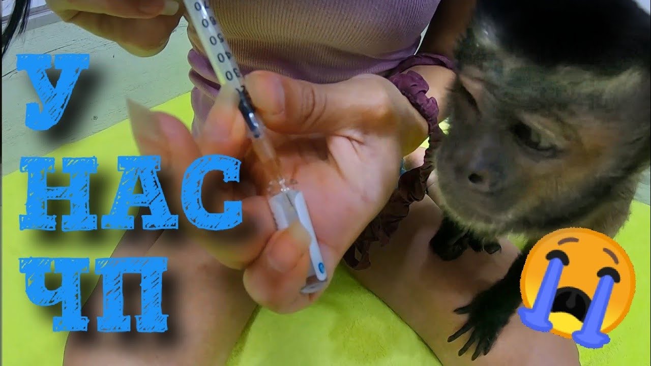 2019.06.16 Обезьяна капуцин Масяня. У нас ЧП.