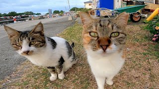 猫島内の猫の家に行ってみたら子猫たちが出迎えてくれた