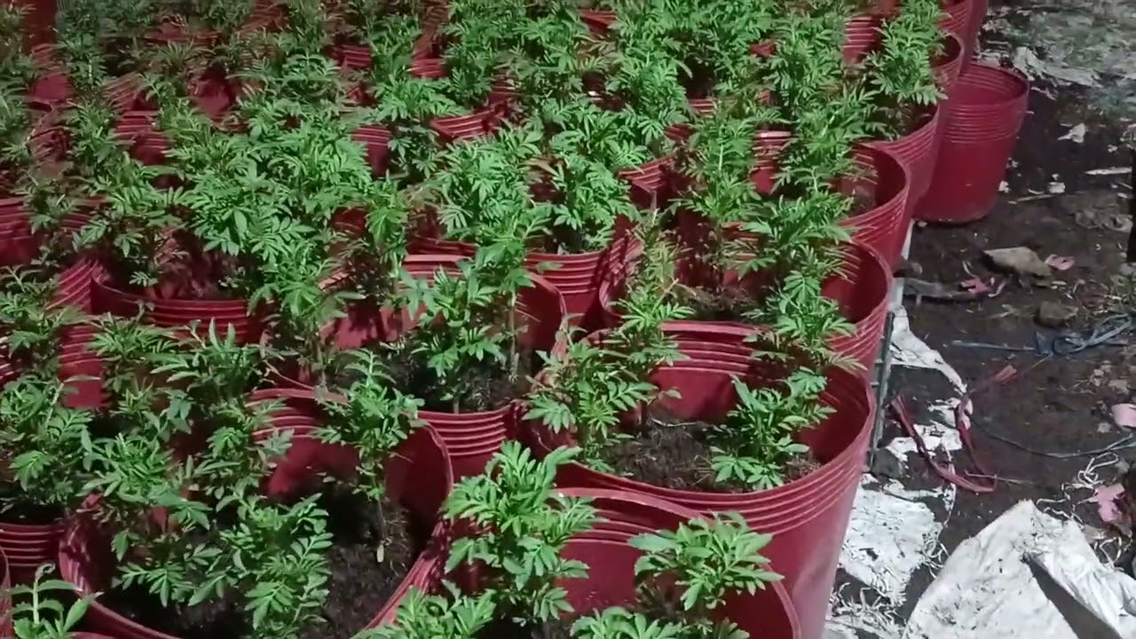 Vạn Thọ mới bấm ngọn 3 ngày 