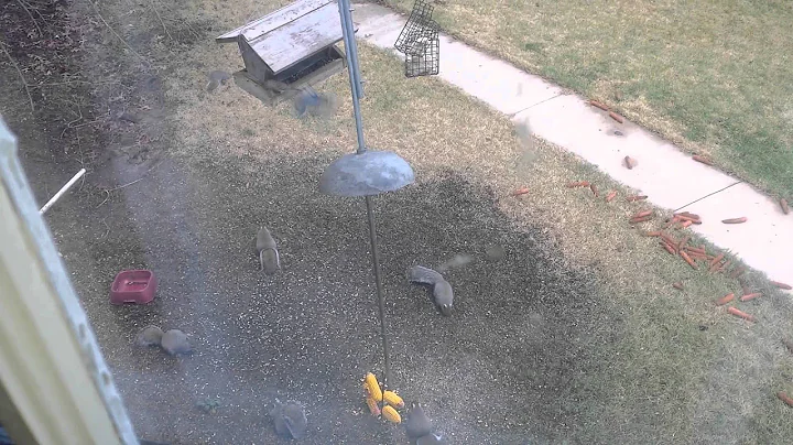Backyard life