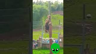 Lion Climb Tree And Killed Monkey Wild Animals