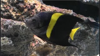 アラビアンエンゼルフィッシュ　(島根県立しまね海洋館アクアス\/島根県)