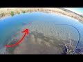 Insane Sight Fishing for Monster Sturgeon in a Shallow Creek!