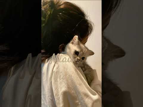 شاركت في ترند ولكن بطريقتي أحببت كتير هدا ترند لأن القطط هم الحيونات المفضلة  