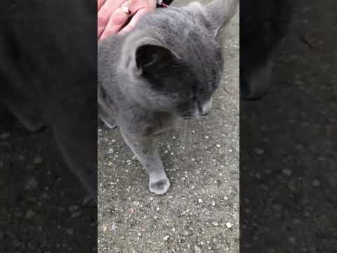 Petting Korat cat challenge please subscribe #viralvideos #viralshorts #cats