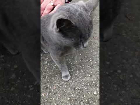 Video: Korat