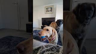JEALOUS LEONBERGER WANTS THE BALL BACK FROM HER BEST BUDDY #leonberger #dog #funny #labrador