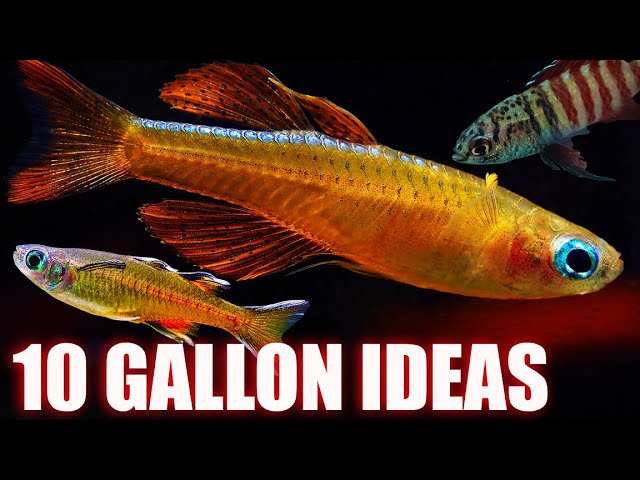 10 Stock Ideas For A 10 Gallon Tank +10 