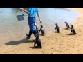 長崎ペンギン水族館 の動画、YouTube動画。