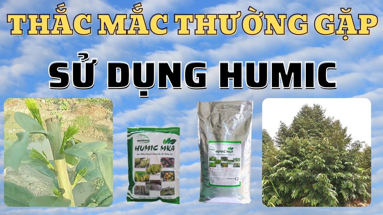 Các thắc mắc thường gặp về sử dụng Humic | Sài Humic đúng cách hiệu quả cao