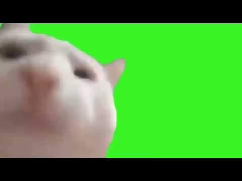 Футаж кот качает головой под музыку. - YouTube