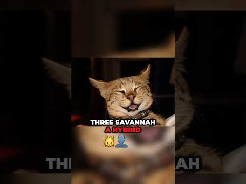 TOP 5 LARGEST CAT Breeds