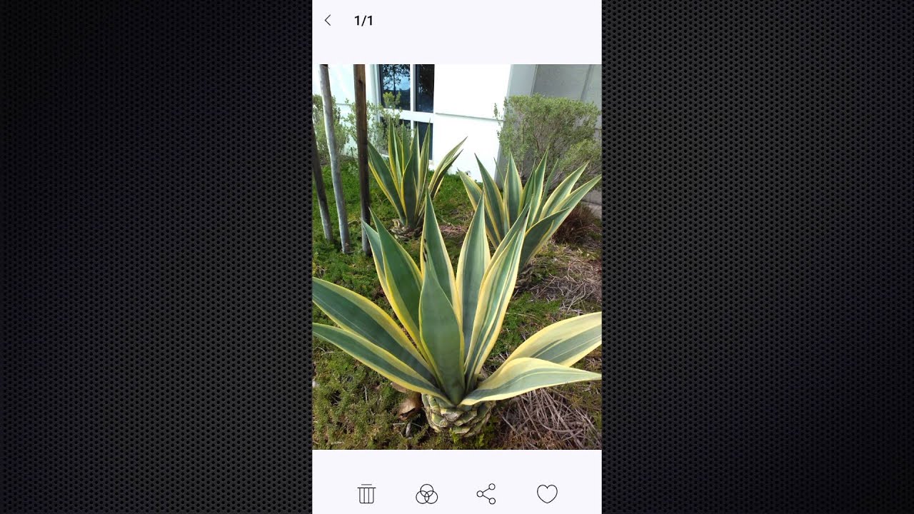 KPhone K5 - how to share a photo