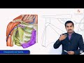 Clavipectoral fascia gross anatomy - Extension , attachments , structures piercing medical animation