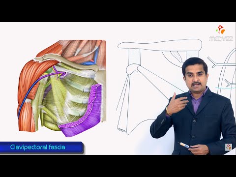 Clavipectoral fascia gross anatomy - Extension , attachments , structures piercing medical animation