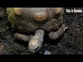 How many times did this red-footed tortoise move its head?