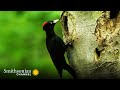 Beech Tree Ecosystem and Nut Production